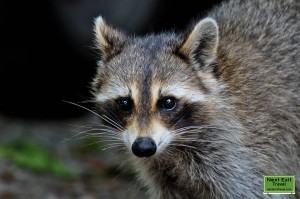 Mother raccoon at Rip Van Winkle Gardens, Jefferson Island, LA