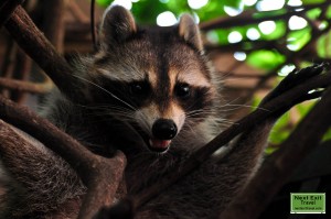 Mother raccoon near her nest at Rip Van Winkle Gardens, Jefferson Island, LA
