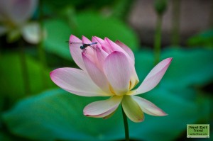 Dragonfly on lotus at Rip Van Winkle Gardens, Jefferson Island, LA