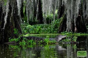 Alligator at Lake Martin, LA