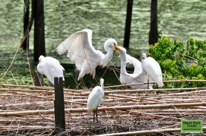 Snowy Egrets at Bird City, Jungle Gardens, Avery Island, LA