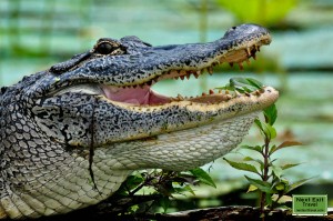 Alligator at Lake Martin, LA