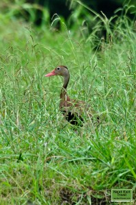 Black-bellied Whistling-Duck at Lake Martin, LA