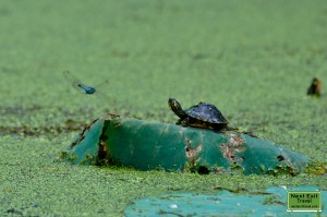 Dragonfly and baby turtle at Lake Martin, LA
