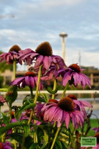 Coneflowers and the Space Needle