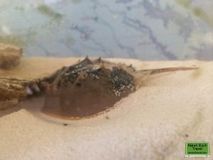 Baby Horseshoe Crab, Chesapeake Exploration Center