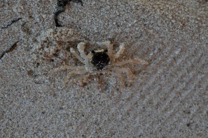 Ghost crab, another early morning denizen 