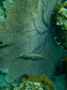 trumpetfish with a sea fan