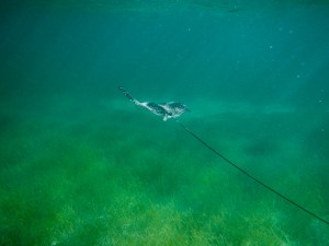Young eagle ray