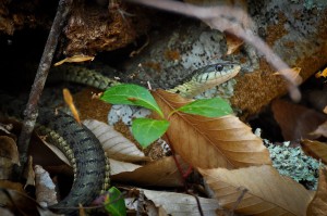 Garter snake at Beech Forest trail